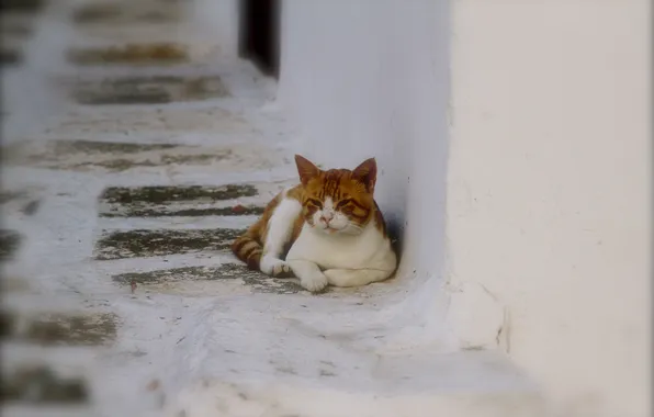 Картинка кошка, улица, лежит, белая, рыжая, в полоску