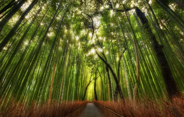 Бамбук, Китай, роща, тропинка