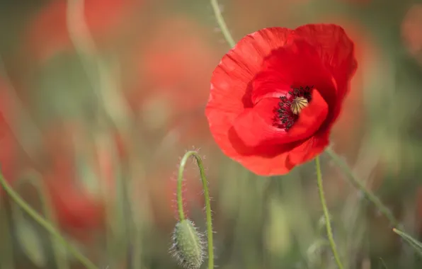 Картинка поле, лето, макро, свет, цветы, красный, природа, поляна