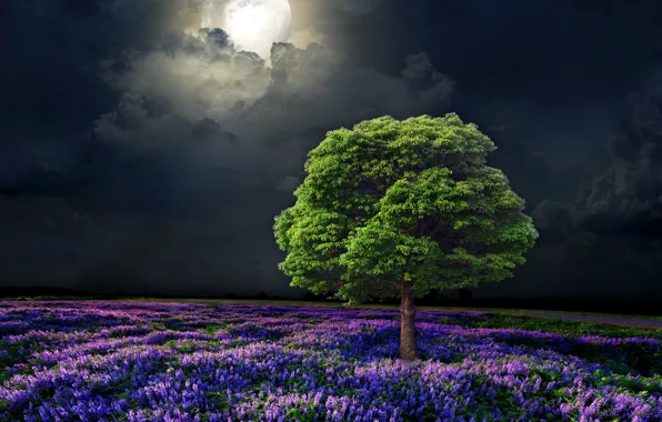 Moon, field, nature, night, tree