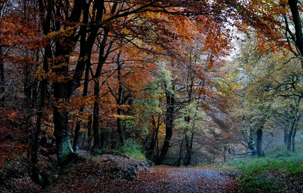 Картинка осень, лес, деревья, природа, краски, листва