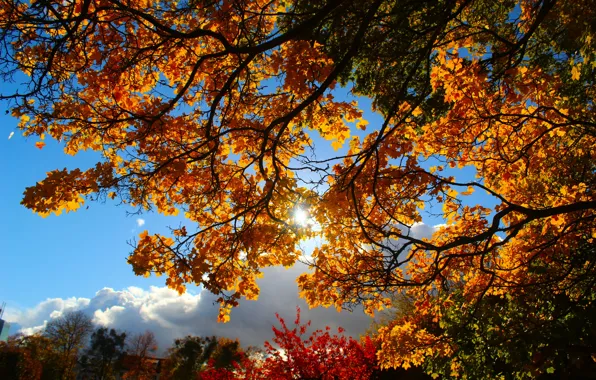 Autumn, tree, sun, twig