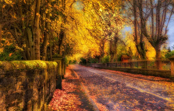 Осень, листья, деревья, природа, улица, HDR, trees, autumn