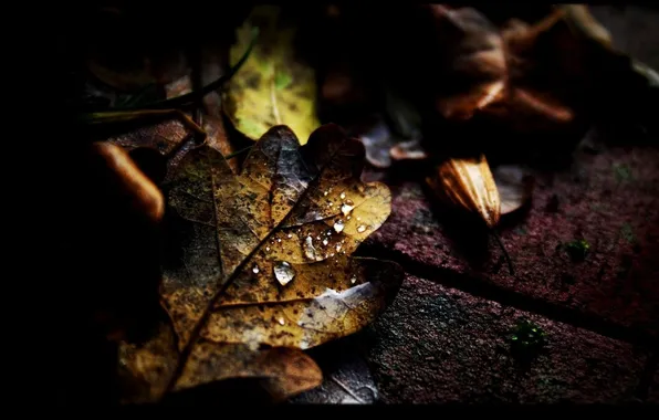 Картинка осень, асфальт, листья, капли
