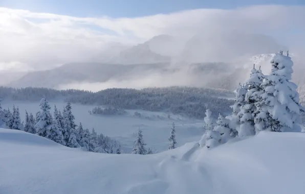 Зима, снег, деревья, горы, ели, Канада, сугробы, Альберта