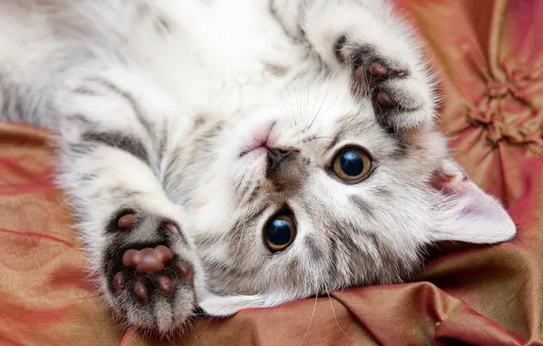 Кошка, взгляд, поза, котенок, серый, лапки, малыш, ткань