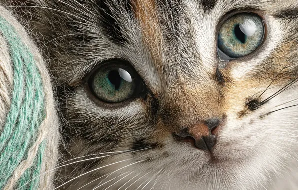 Кошка, взгляд, крупный план, клубок, поза, котенок, серый, портрет