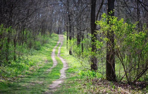 Лес, природа, весна