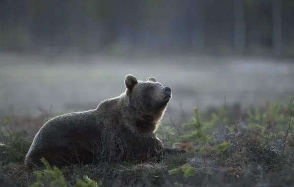 Картинка природа, туман, медведь