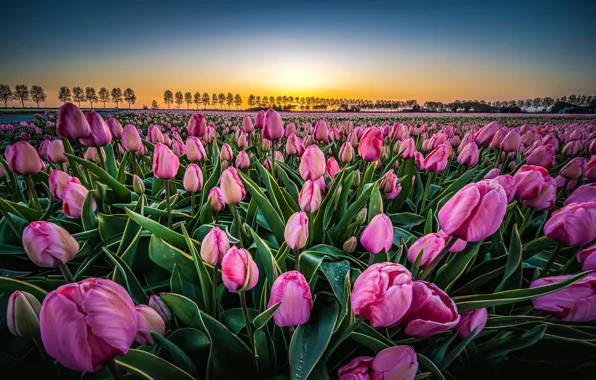 Поле, пейзаж, цветы, природа, рассвет, утро, тюльпаны, Нидерланды