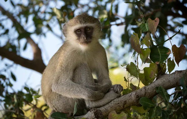 Картинка взгляд, обезьяна, сидит