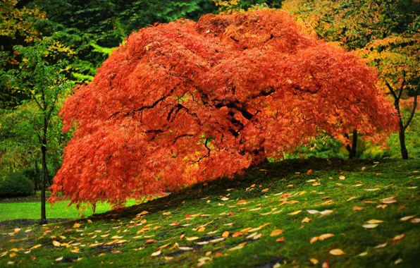 Картинка осень, трава, листья, парк, дерево