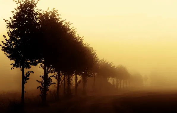 Картинка дорога, деревья, туман, утро, nature, morning, mist