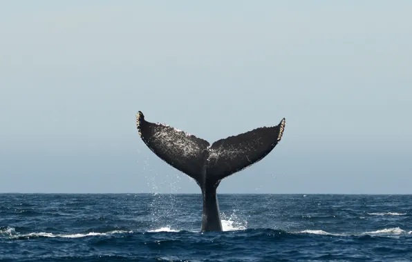 Картинка pacific ocean, sea, whale, fluke, humpback whale