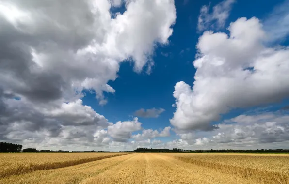 Картинка поле, лето, облака, Нидерланды, Дирксланд