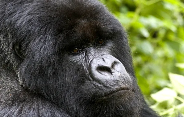 Картинка power, animal, gorilla, wildlife, strong