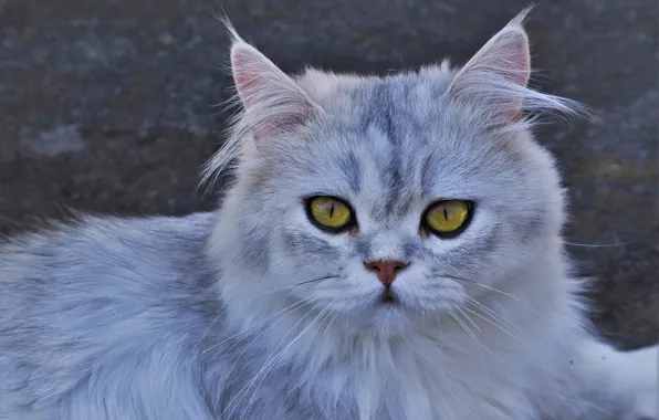 Кошка, кот, взгляд, морда, портрет, лежит, серая, кисточки