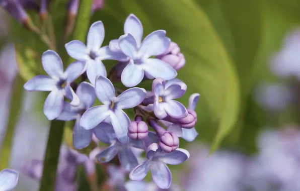 Flower, lilac, blooming