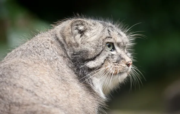 Кошка, морда, профиль, манул