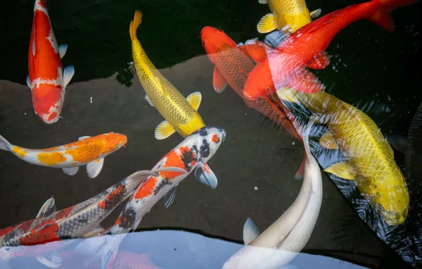 Цвета, вода, рыбы, пруд, colors, Таиланд, Thailand, карпы
