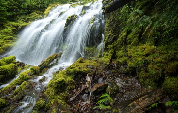 Зелень, водопад, мох, США, Oregon, Upper Proxy Falls