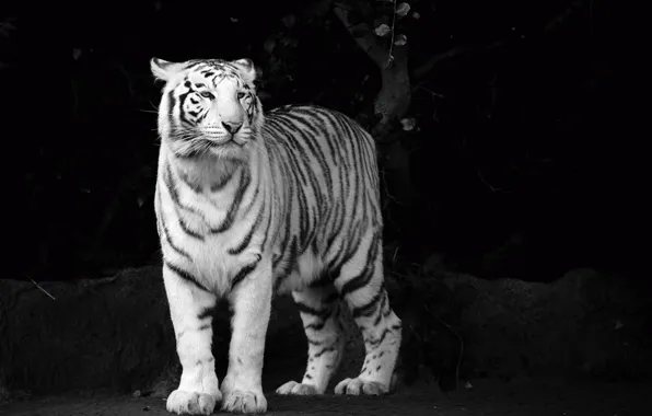Картинка белый, взгляд, морда, тигр, хищник, ч/б, tiger, чёрно-белые обои