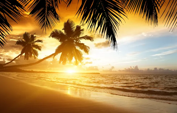 Пляж, закат, природа, тропики, пальмы