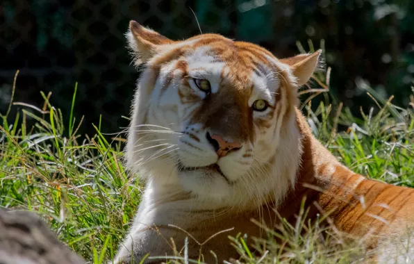 Картинка кошка, трава, взгляд, морда, золотой тигр