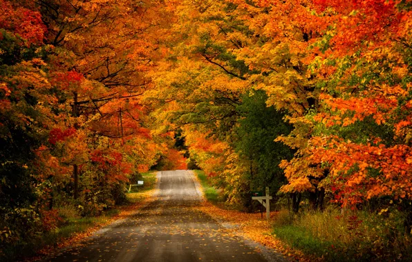 Дорога, осень, лес