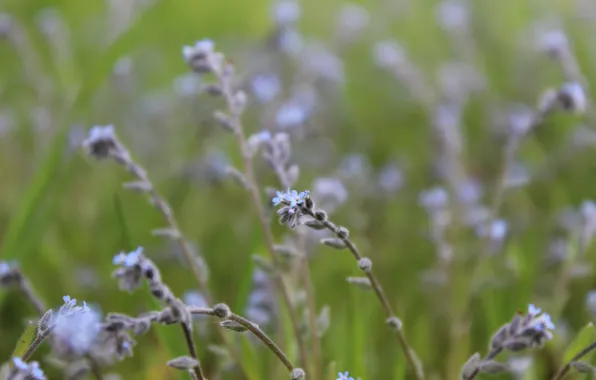 Flower, nature, calm