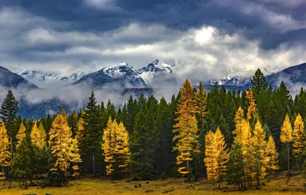 Осень, лес, небо, облака, снег, деревья, горы, природа