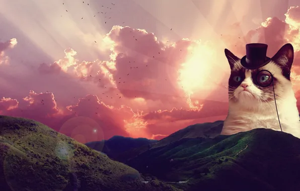 Картинка пейзаж, восход, grumpy cat, грустный кот