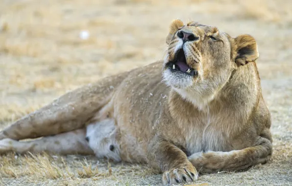 Картинка кошка, отдых, львица, рычит, ©Tambako The Jaguar