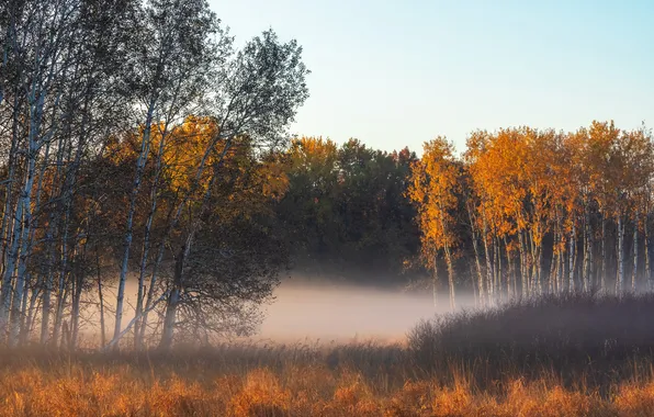Осень, природа, туман