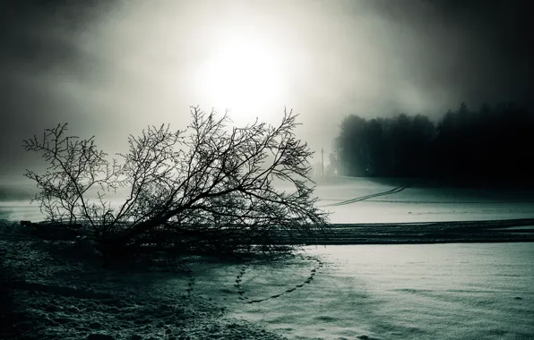 Картинка черно-белое, снег, зима, туман, обочина, мрачно, дерево, лэп