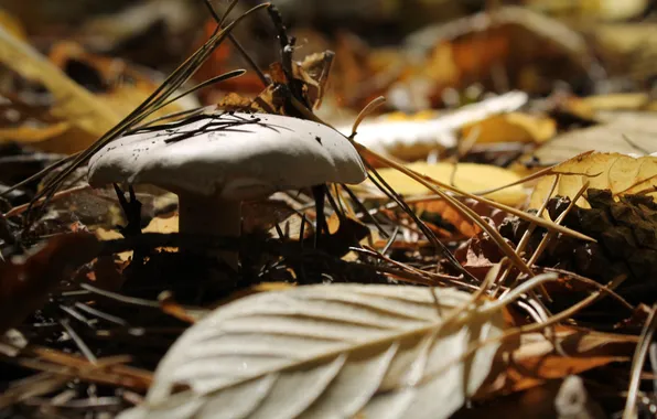 Картинка осень, лес, гриб