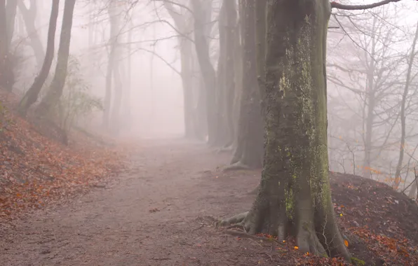 Картинка осень, деревья, природа, туман, листва, утро