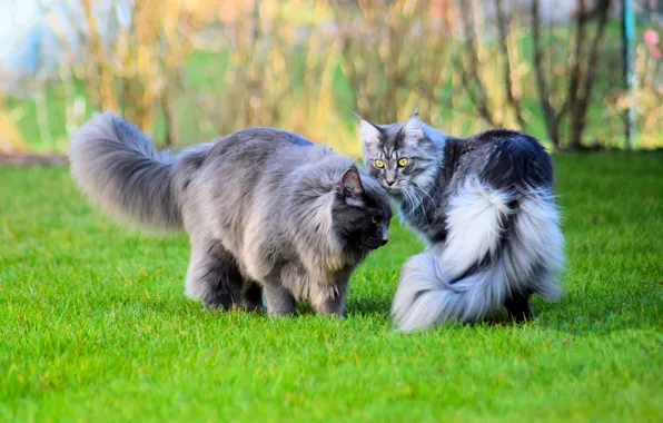 Зелень, кошка, трава, кот, взгляд, морда, кошки, ветки