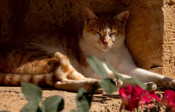 Кошка, кот, свет, цветы, поза, стена, отдых, тень
