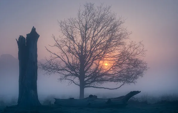 Картинка туман, дерево, рассвет, Англия, утро, England, Richmond Park, Ричмонд-парк
