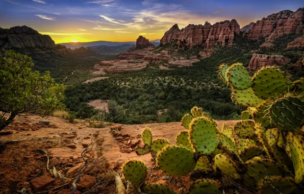 Картинка горы, скалы, кактус, Аризона, США, Седона