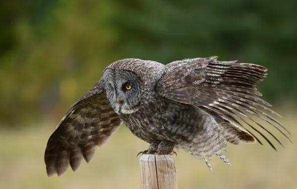 Картинка сова, птица, крылья, столб, Great Gray Owl