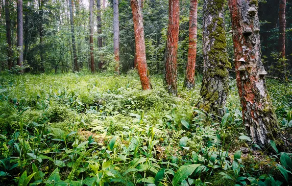 Forest, trees, floor