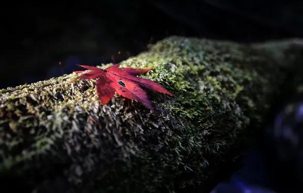 Осень, красный, лист, дерево, мох, фокус, ствол, кора