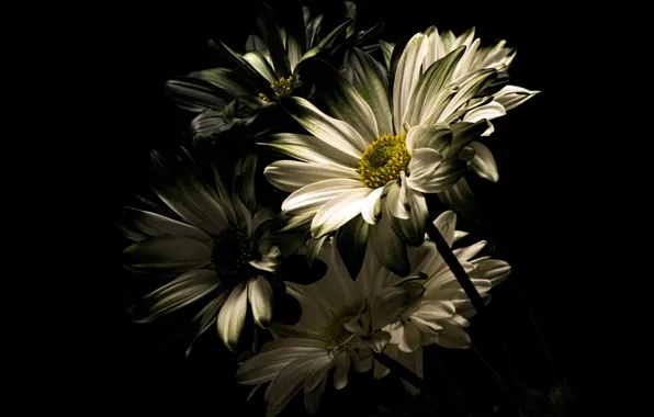 Фото, Цветы, Хризантемы