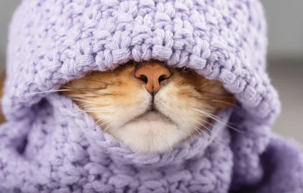 Кошка, кот, взгляд, поза, шапка, шарф, носик, мордашка
