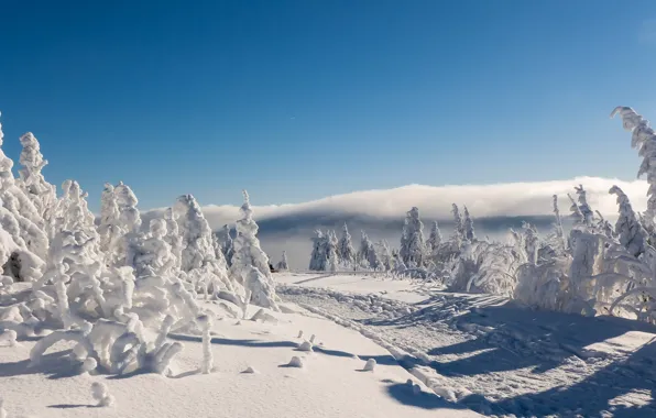 Картинка зима, дорога, снег, деревья, Германия, Germany, Саксония, Saxony