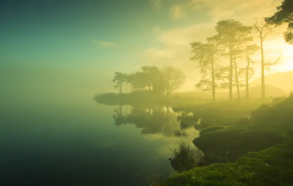 Картинка трава, солнце, деревья, туман, озеро, берег, утро