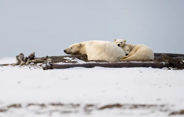 Картинка звери, семья, Polar Bear