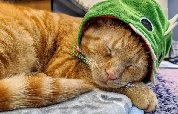 Кошка, кот, шапка, спит, дракончик